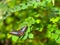 Butterfly on leaves