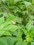 Butterfly, leaves and fresh plants