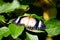 Butterfly on leaves in the garden