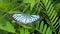 Butterfly on leaves in tropical rain forest.