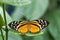 Butterfly, lepidoptera, Passion butterfly, Heliconius