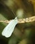 Butterfly, Lepidoptera on yellow flower