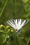 Butterfly, Lepidoptera on yellow flower