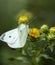 Butterfly, Lepidoptera on yellow flower