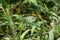 Butterfly (Leptosia nina) sitting on grass