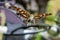 Butterfly Lesser Purple Emperor & x28;Apatura ilia& x29;
