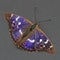 Butterfly - Lesser Purple Emperor over dark grey.