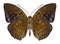 Butterfly Lexias pardalis