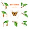 Butterfly life circle insect transformation larva on leaf