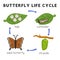 Butterfly life cycle diagram chart in science subject kawaii doodle vector