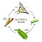 Butterfly life cycle from eggs and Larva caterpillar to Pupa chrysalis and Imago