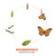 Butterfly life cycle metamorphosis