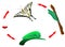 Butterfly life cycle. Metamorphosis. vector