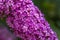 Butterfly lilac close-up of flowers