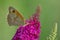 Butterfly lilac flower macro background