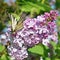 Butterfly on a lilac flowers