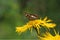 Butterfly Limenitis reducta on the flower Inula helenium