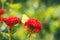 Butterfly Limonite, common brimstone, Gonepteryx rhamni on the Lychnis chalcedonica blooming plant outdoors