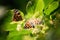 butterfly on linden blossom. butterfly invasion. A closeup of single invasive species plant Nymphalis xanthomelas in Ukraine