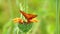 Butterfly on a lion`s ear flower