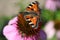Butterfly: little fox or Aglais urticae