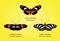 Butterfly Longwing Set Vector Illustration