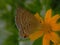 butterfly Luthrodes pandava, the plains Cupid or cycad blue