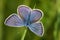 Butterfly (Lycaena argus)