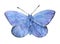 Butterfly Lycaena copper-butterfly