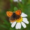 Butterfly lycaena dispar in natural habitat , sitting on