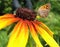 Butterfly Lycaena (Heodes) virgaureae on flower ru