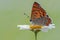 A butterfly Lycaena thersamon on daisy on a clearing