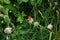 Butterfly Lycaenidae orange sitting on young Knautia arvensis flower hidden by grass