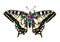 Butterfly Machaon with open wings decorated with flowers and leaves symmetrically