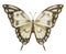 Butterfly Machaon on white isolated background. Watercolor illustration of insect with brown Wings. Hand drawn clip art
