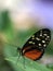 Butterfly macro s