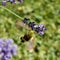 A butterfly, Macroglossum stellatarum, on the blossom o of lavender