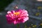 Butterfly Macroglossum stellatarum hovering over a flower