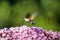 A butterfly, Macroglossum stellatarum, hovers above the blossoms of a Buddleja bush