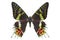 Butterfly Madagascan Sunset Moth Macro Isolated