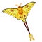 Butterfly Madagascar comet moth moon. vector illustration