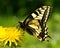 Butterfly Mahaon. Papilio machaon 4