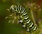 Butterfly Mahaon. Papilio machaon larva in close-up