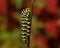 Butterfly Mahaon. Papilio machaon larva in close-up