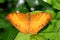 Butterfly Malay cruiser Vindula dejone family Nymphalidae