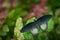 Butterfly in Malaysia. Wildlife nature. Tropic butterfly in the jungle fores. Close-up detail. Black Great Mormon, Papilio memnon