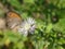 Butterfly (Maniola Jurtina) on white flower