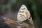 Butterfly Marbled White