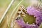 Butterfly - Marbled White female, Melanargia galathea