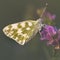 Butterfly Marbled White Melanargia galathea on the flower